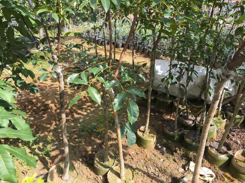 乌榄苗黑橄榄吊思茅油榄车桑