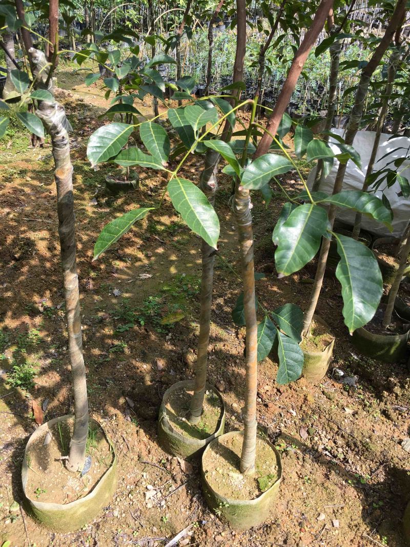 乌榄苗黑橄榄吊思茅油榄车桑