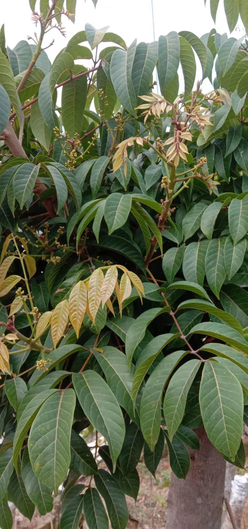橄榄嫁接苗三埝龙峰已开花