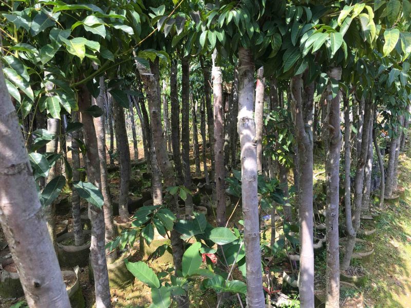 橄榄嫁接苗三埝龙峰已开花