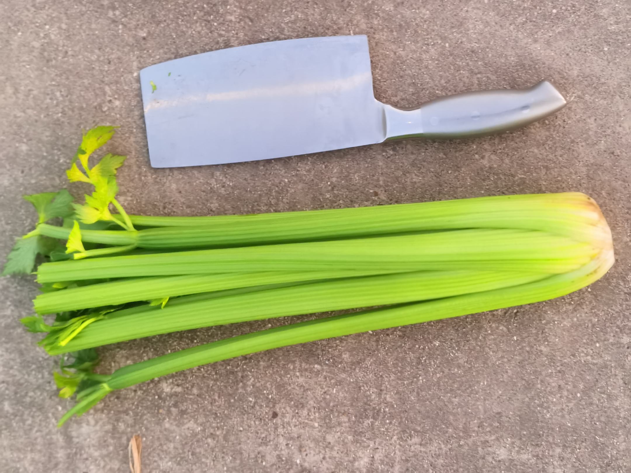 几种和芹菜长得很像的菜对比图