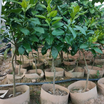 基地直销红宝石西柚苗，美植袋红西柚苗