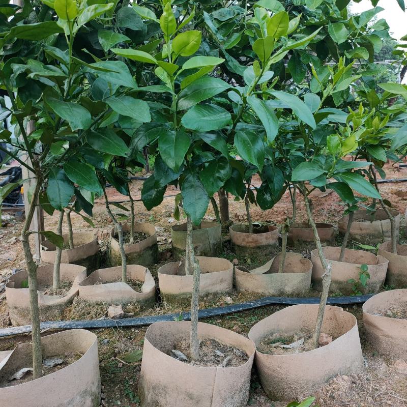 基地直销红宝石西柚苗，美植袋红西柚苗