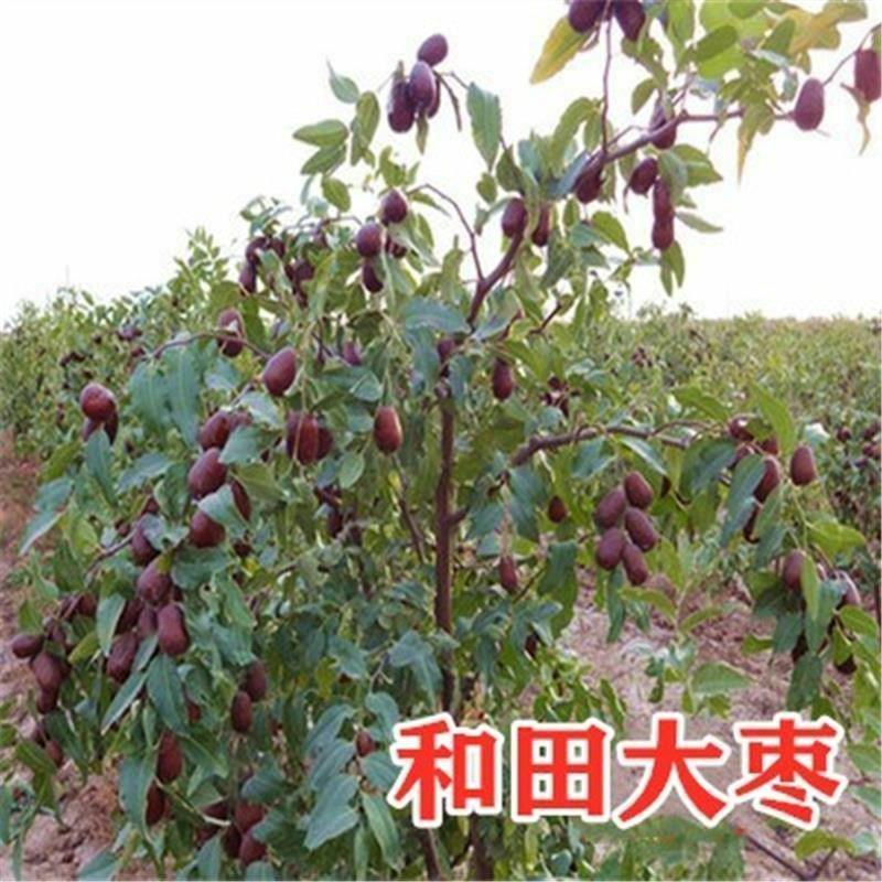 新疆和田大枣嫁接特大枣树苗北方南方种植当年结果耐寒盆栽地