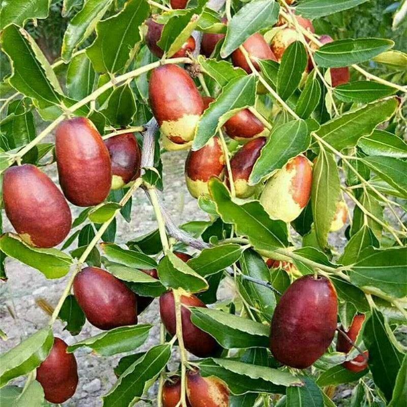 新疆和田大枣嫁接特大枣树苗北方南方种植当年结果耐寒盆栽地