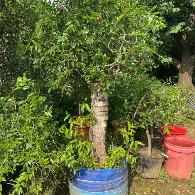新疆和田大枣嫁接特大枣树苗北方南方种植当年结果耐寒盆栽地