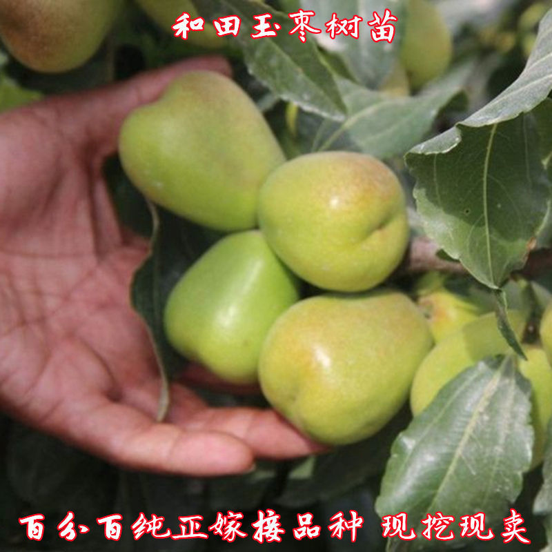 新疆和田大枣嫁接特大枣树苗北方南方种植当年结果耐寒盆栽地