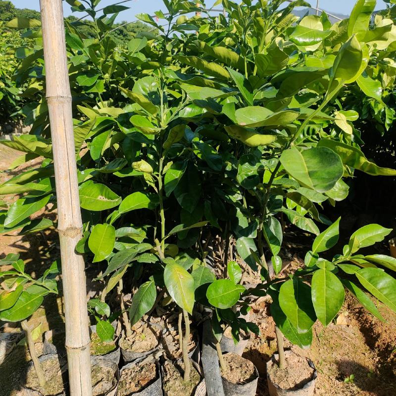 泰国红宝石青柚苗柚子苗，杯苗，美植袋装苗