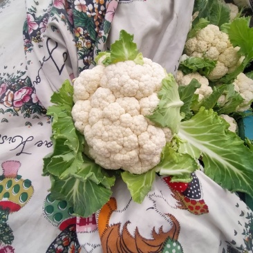 精品白花菜，质量好，乳白，越冬二百四十天里，