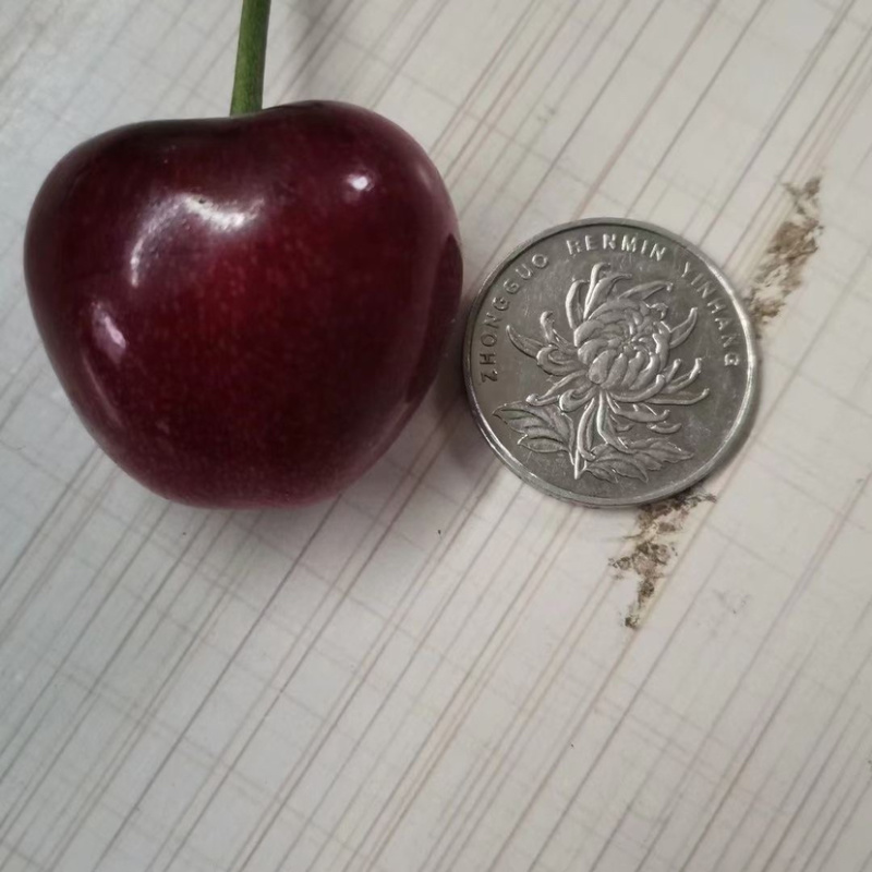 大樱桃