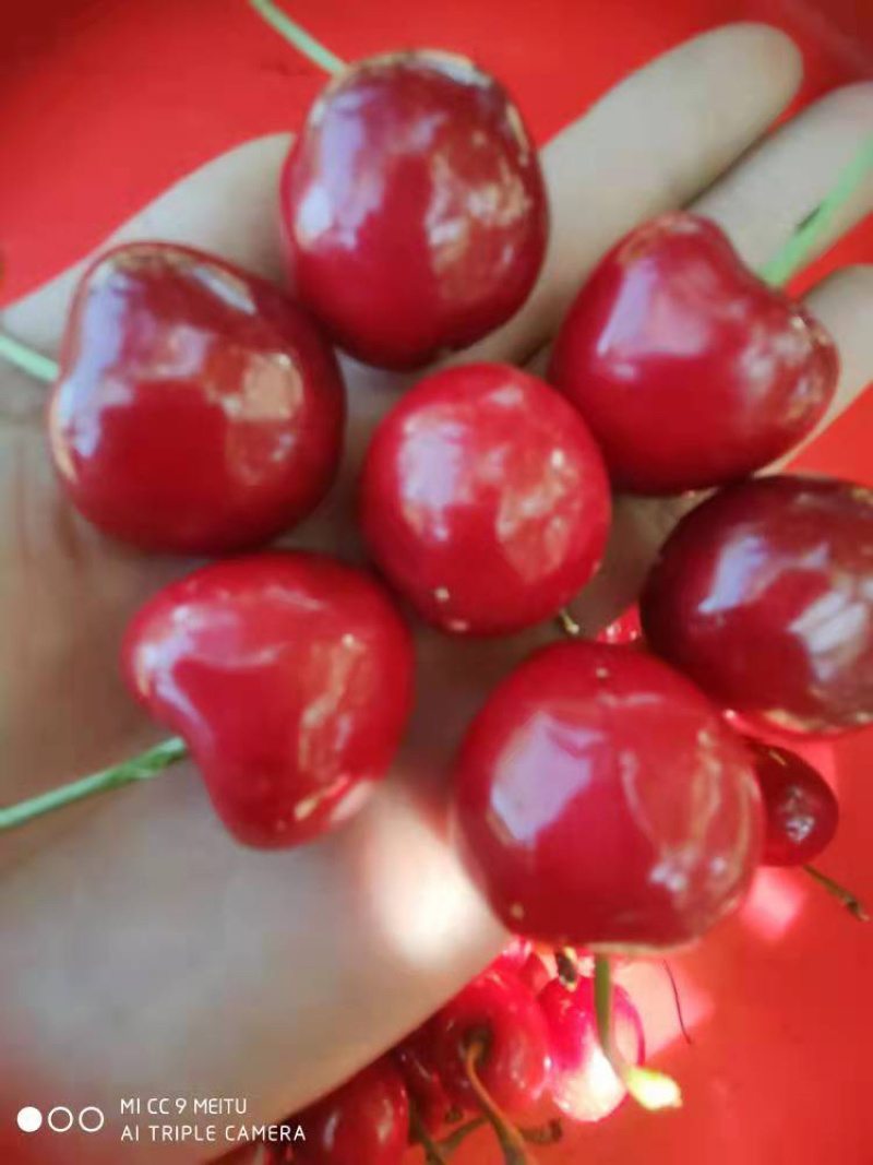大樱桃