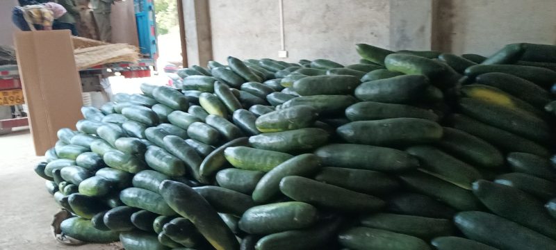 【精品推荐】地冬瓜，广西南宁市西乡塘区坛洛镇大量供应。