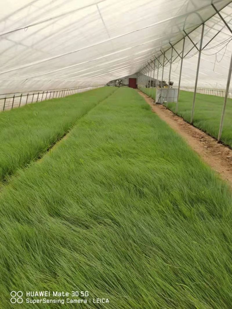破地毛冠草（糖蜜草）规格全质量好，山东观赏草基地