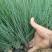 破地毛冠草(糖蜜草)规格全质量好,山东观赏草基地