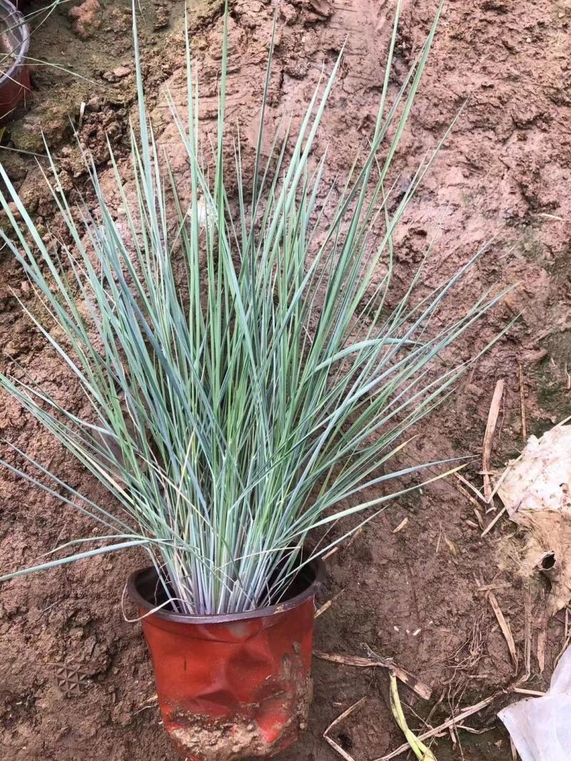 破地毛冠草（糖蜜草）规格全质量好，山东观赏草基地