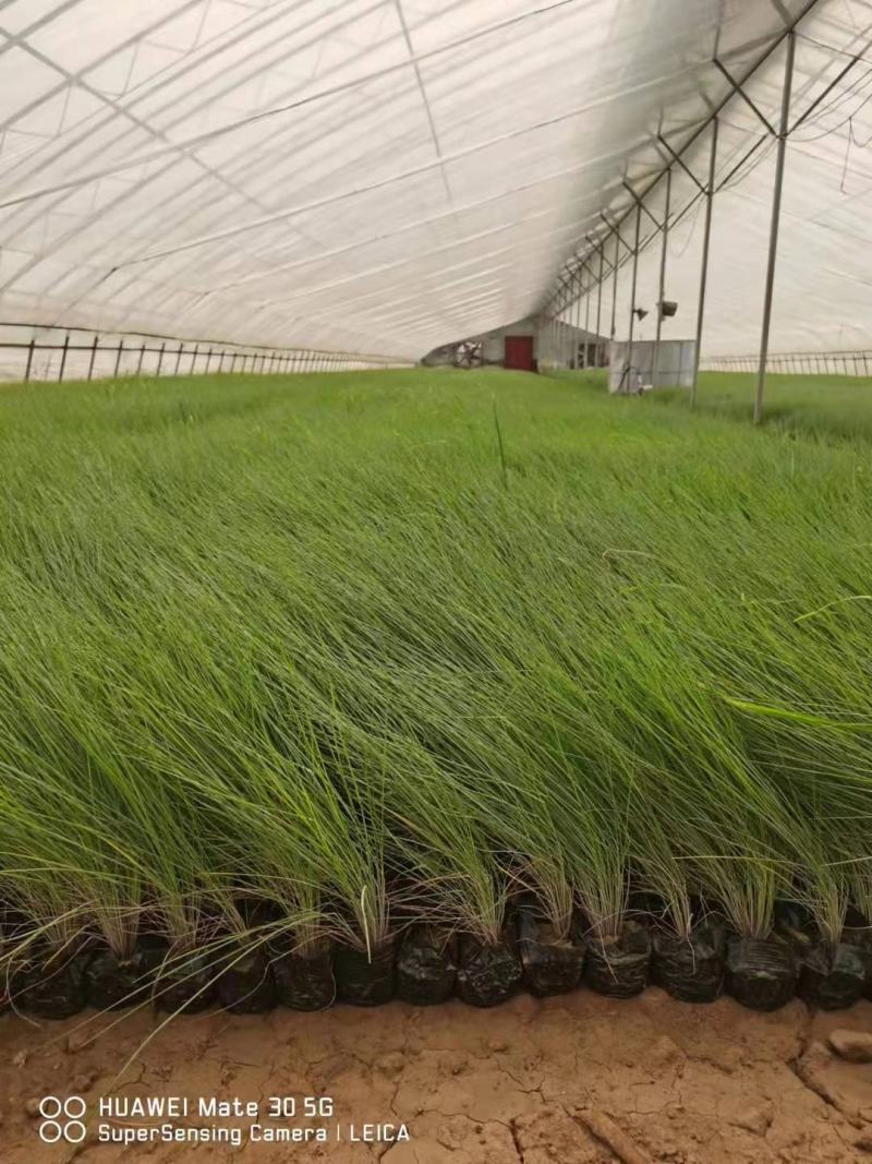 破地毛冠草（糖蜜草）规格全质量好，山东观赏草基地