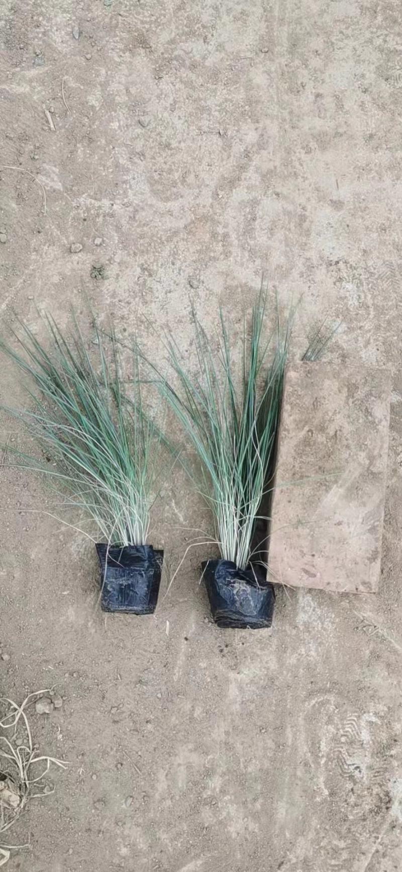 破地毛冠草（糖蜜草）规格全质量好，山东观赏草基地