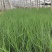 破地毛冠草(糖蜜草)规格全质量好,山东观赏草基地