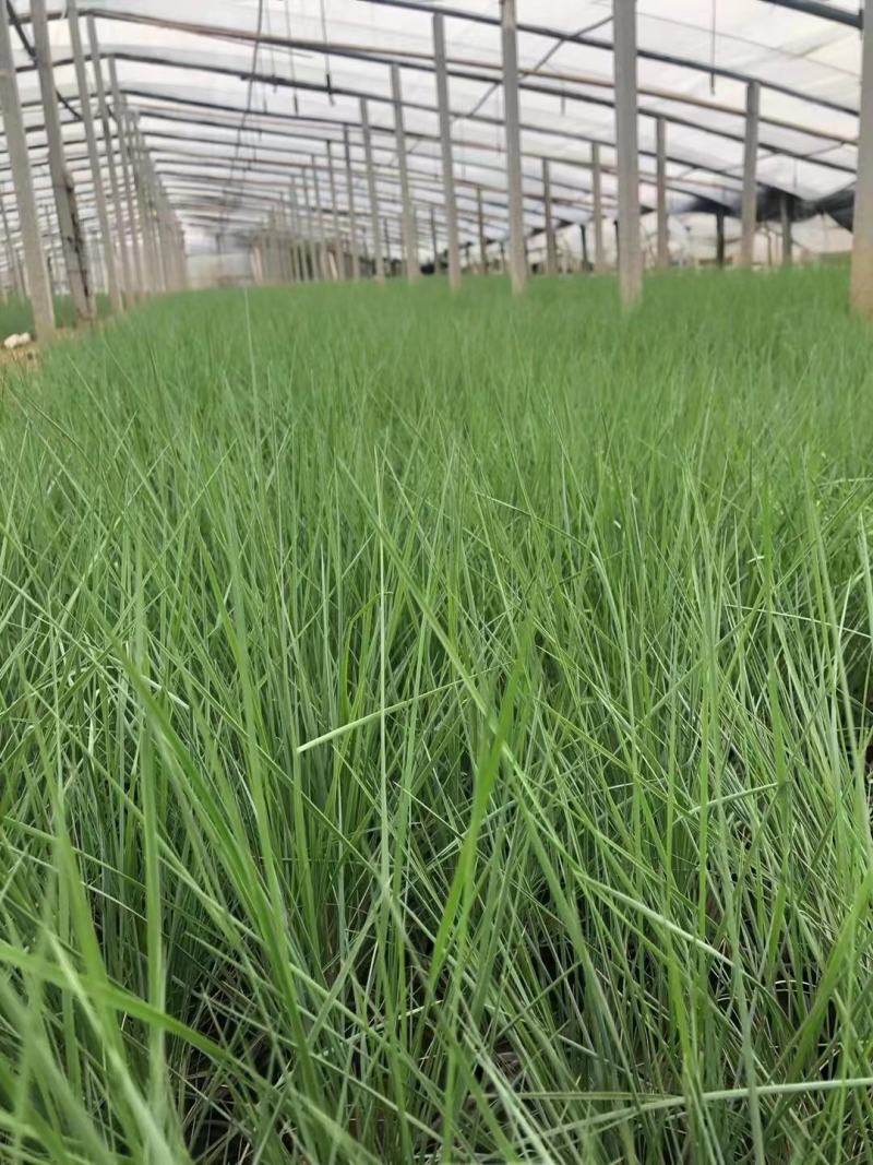 破地毛冠草（糖蜜草）规格全质量好，山东观赏草基地