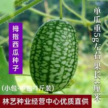 有机拇指西瓜种子种籽拇指迷你西瓜种籽可留种蔬菜水果种子