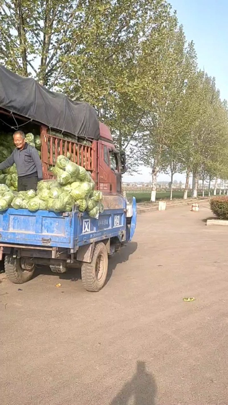 精品甘蓝，质量好，价格合理，货源充足，欢迎各位板订购，全