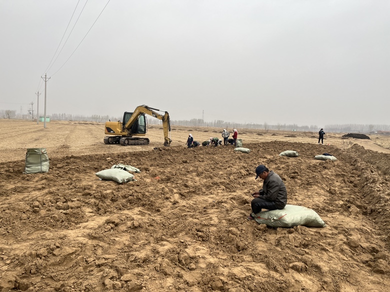 黄芩采收现场图