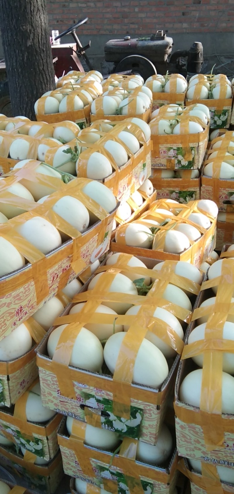 万亩甜瓜基地，博洋，红玉，东方蜜，翠梨.网纹几十个品种