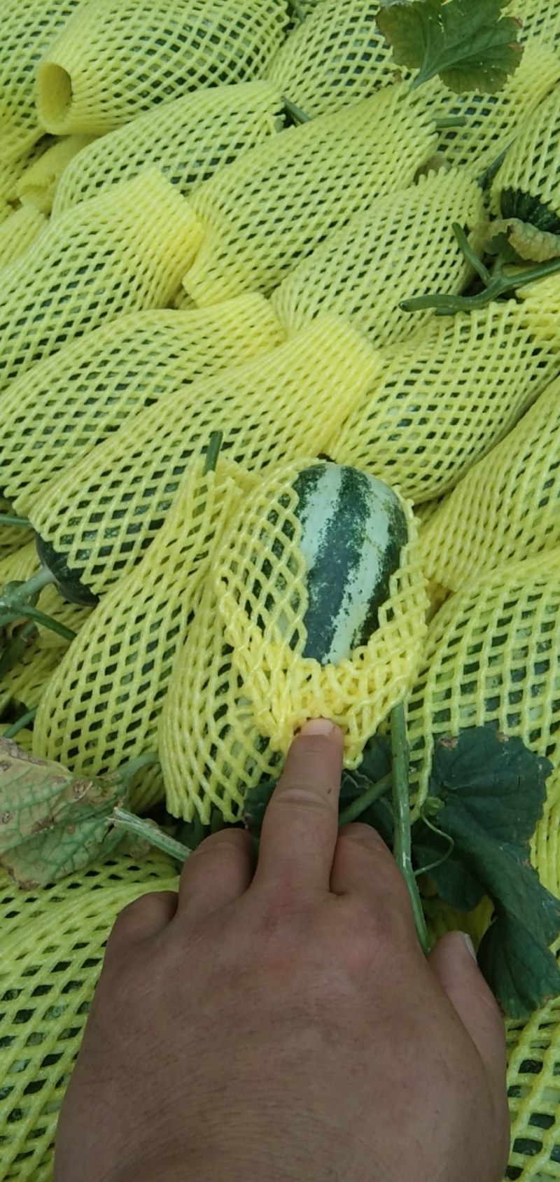 万亩甜瓜基地，博洋，红玉，东方蜜，翠梨.网纹几十个品种