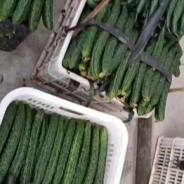 万亩大黄瓜，货源充足质量很好有保障欢迎老板咨询考察采购