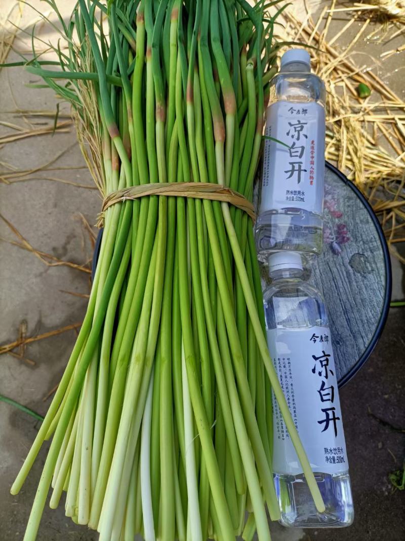 精品邳州小红帽，即将大量上市价格低苔条好