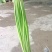 精品邳州小红帽，即将大量上市价格低苔条好