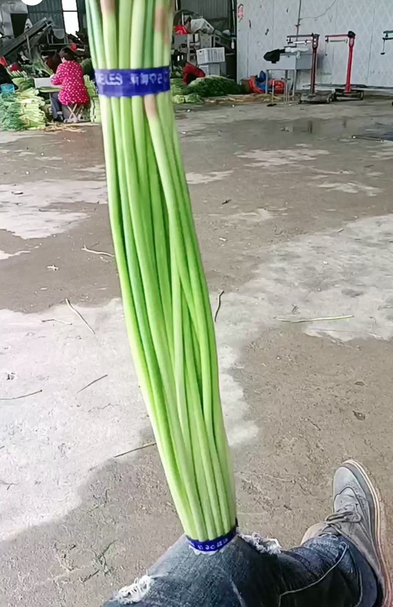 精品邳州小红帽，即将大量上市价格低苔条好