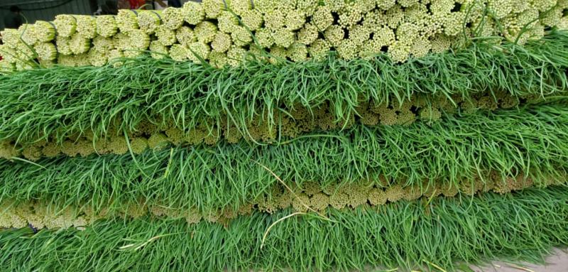 精品邳州小红帽，即将大量上市价格低苔条好