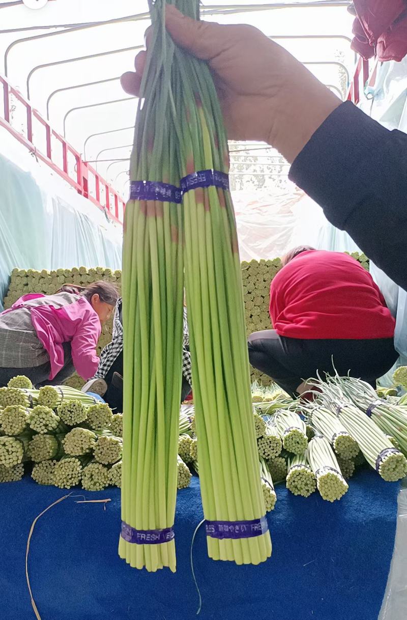 精品邳州小红帽，即将大量上市价格低苔条好
