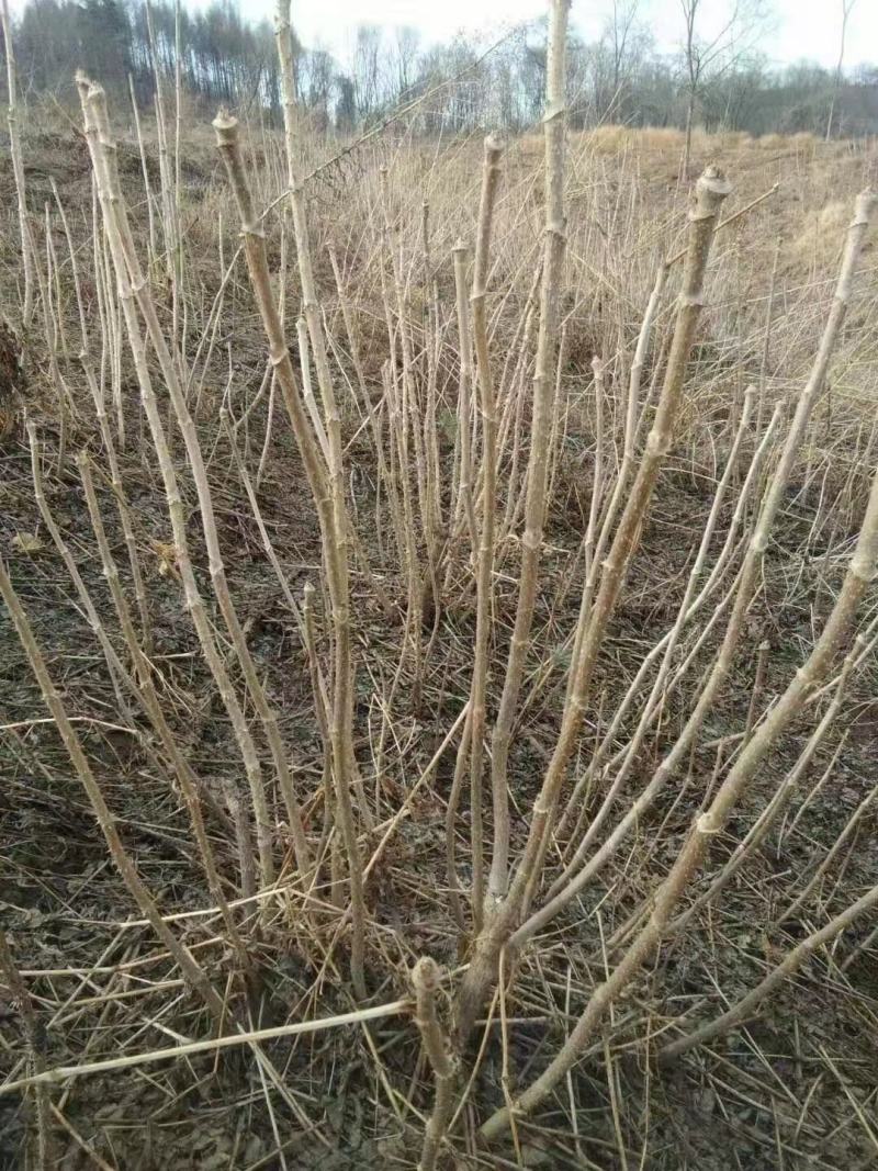 刺嫩芽苗。刺嫩芽苗大量批发。价格低。需要的联系