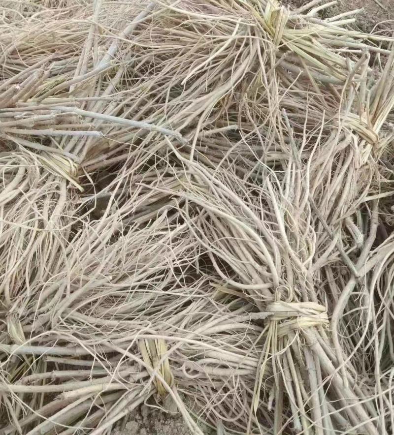 刺嫩芽苗。刺嫩芽苗大量批发。价格低。需要的联系