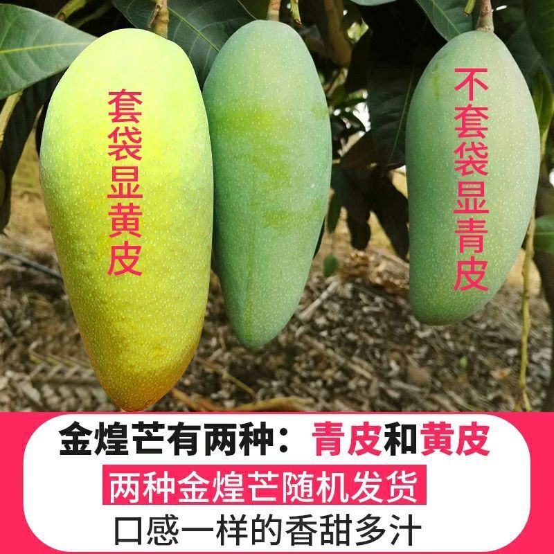 海南三亚金煌芒果园一手货源充足大量供应