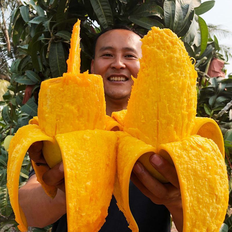 海南三亚金煌芒果园一手货源充足大量供应