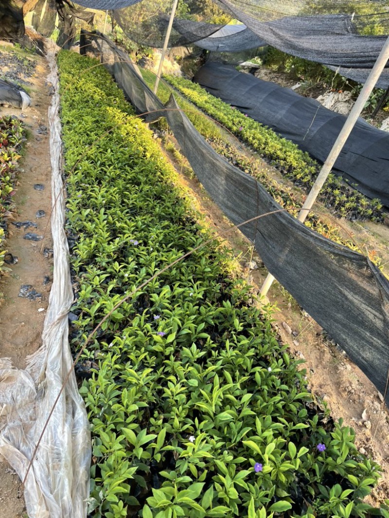 福建漳州精品大量上市啦双色茉莉产地直发常年供应充足