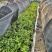 福建漳州精品大量上市啦双色茉莉产地直发常年供应充足