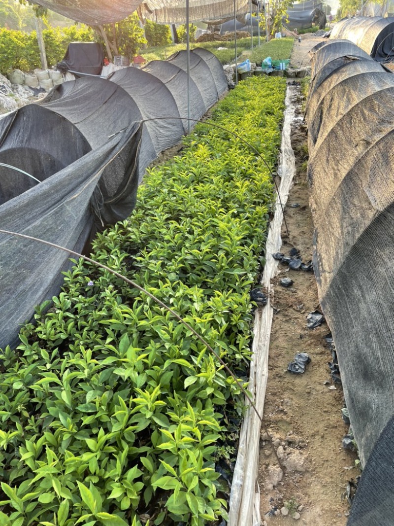 福建漳州精品大量上市啦双色茉莉产地直发常年供应充足