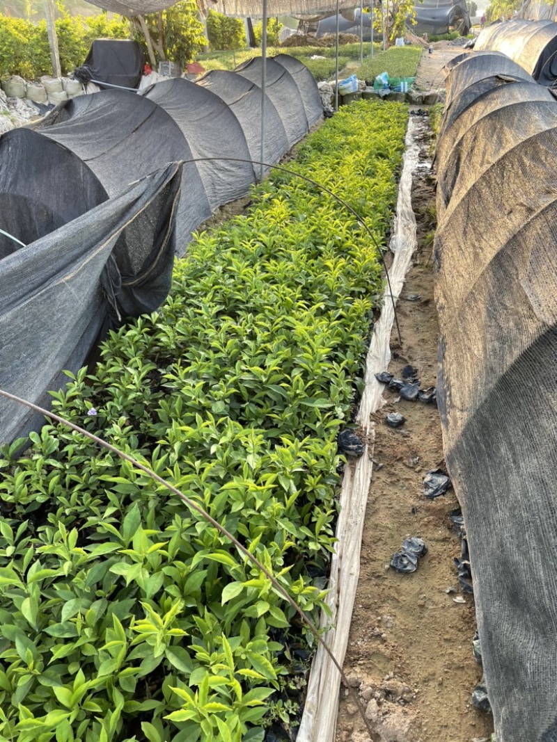 福建漳州精品大量上市啦双色茉莉产地直发常年供应充足