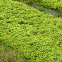 水苔