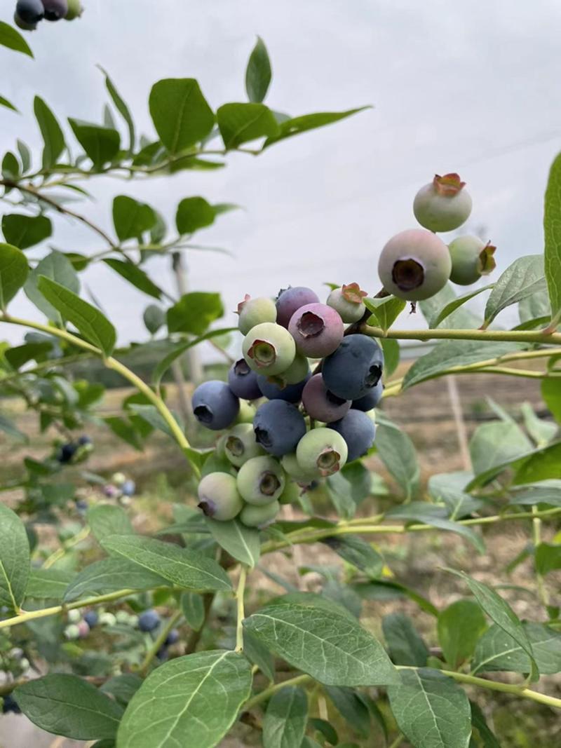 爆款蓝莓怡颗mei同一个品种，特大果