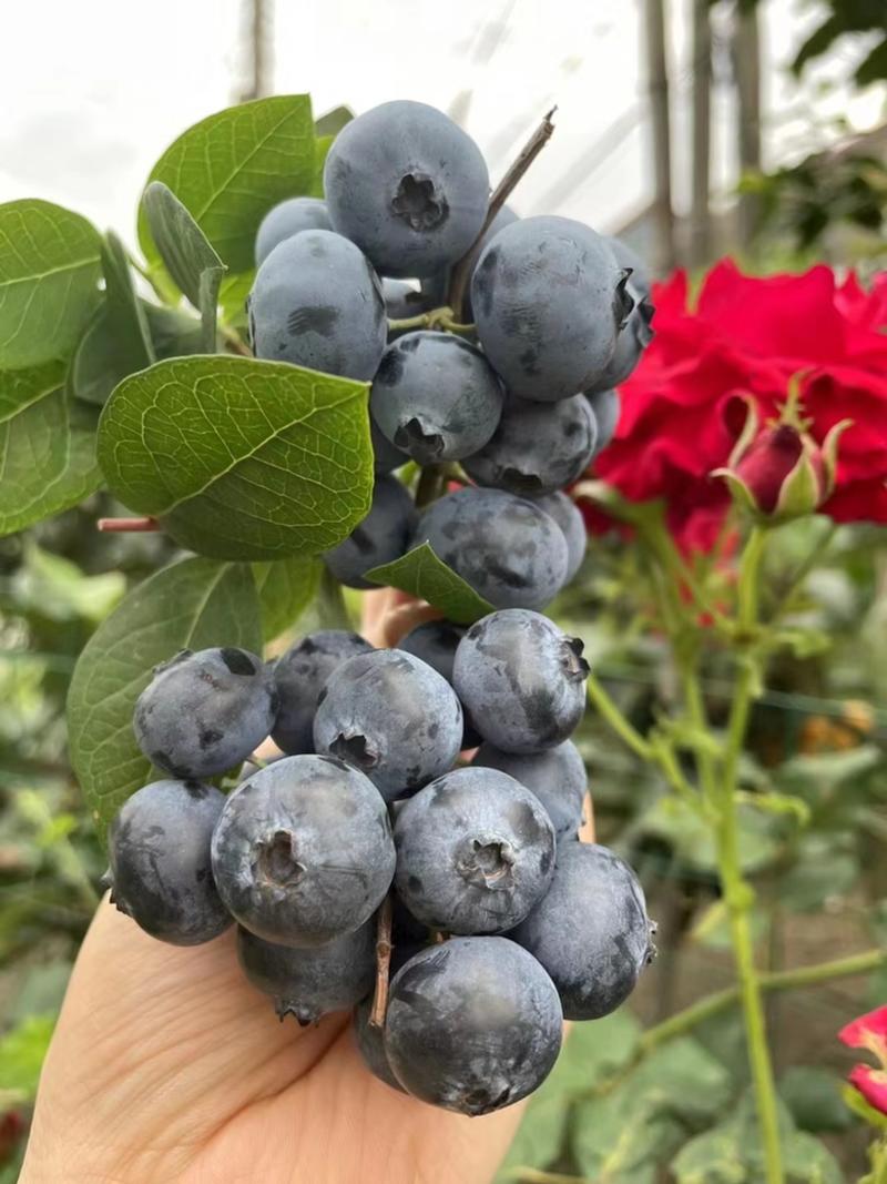爆款蓝莓怡颗mei同一个品种，特大果