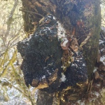 来自大山里面的桦树上的好货海拔都在4000以上的好桦树茸