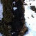 来自大山里面的桦树上的好货海拔都在4000以上的好桦树茸