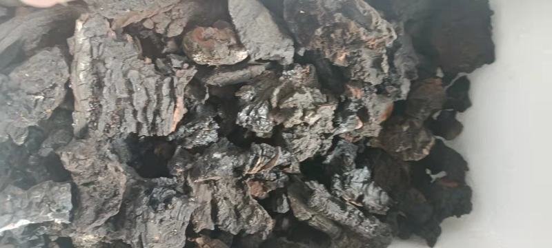 来自大山里面的桦树上的好货海拔都在4000以上的好桦树茸