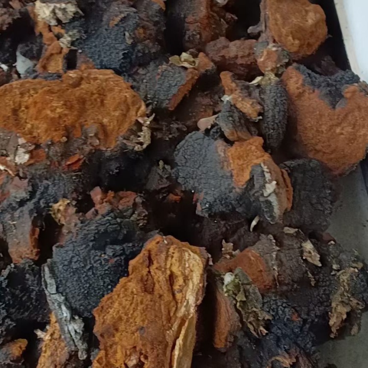 来自大山里面的桦树上的好货海拔都在4000以上的好桦树茸