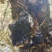 来自大山里面的桦树上的好货海拔都在4000以上的好桦树茸